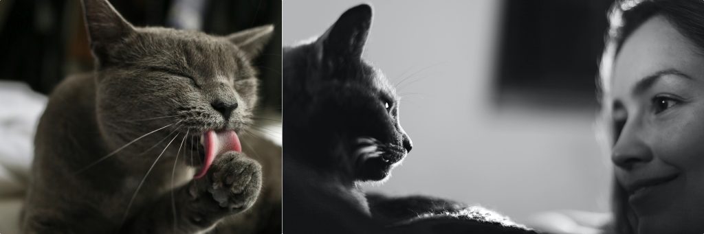 grey cat grooming herself next to woman gazing at cat for article on FIV+ adoptable cats by Alana Stevenson