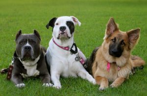 passively training two pit bulls and a German Shepherd friend lying down at the park