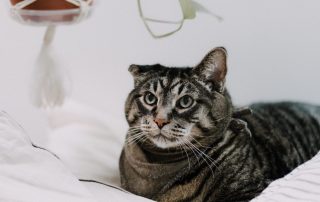 FIV+ cat relaxing on the bed