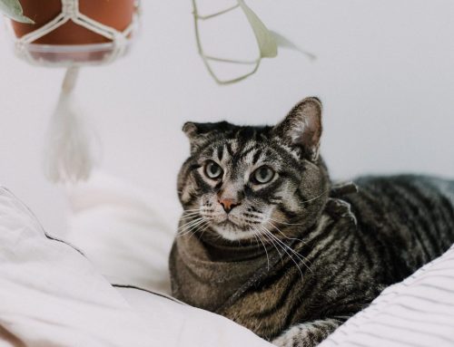 The Truth About FIV+ Cats: Safe, Social, and Adoptable