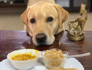 Yellow Labrador resting chin on coffee table in front of plate of Indian food