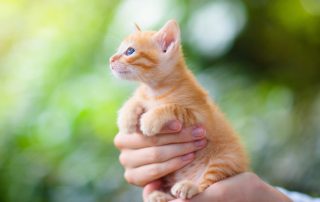 orange kitten being gently held and carried