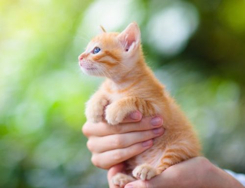 Hold and Handle Kittens without Scruffing