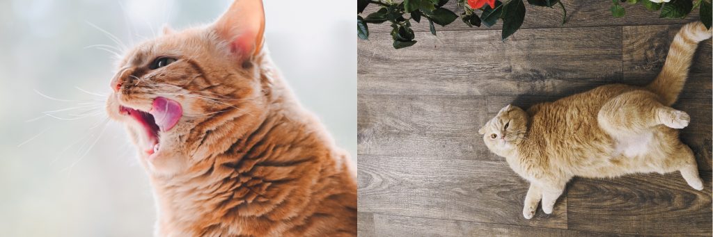 orange cat licking mouth after food next to overweight orange cat lying next to roses