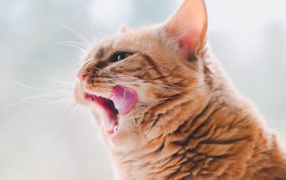 hungry orange cat licking his mouth