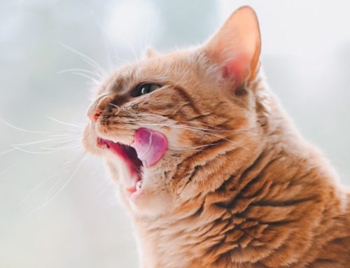 Should you put your cat on a diet?