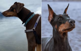 Doberman ear-cropping