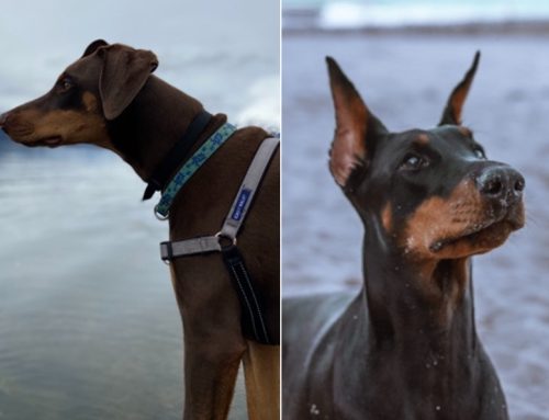 Ear-Cropping and Tail-Docking in Dogs