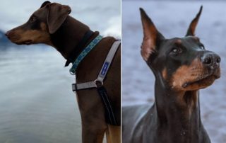 Doberman ear-cropping