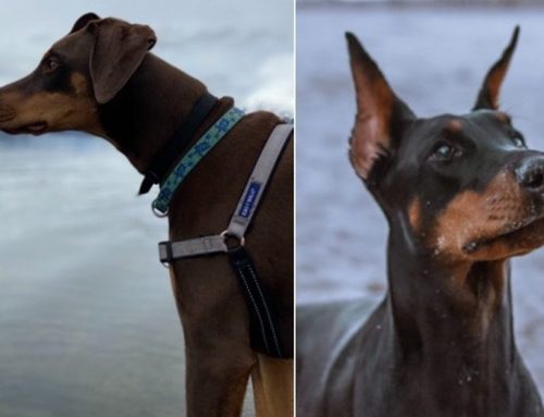 Ear-Cropping and Tail-Docking in Dogs