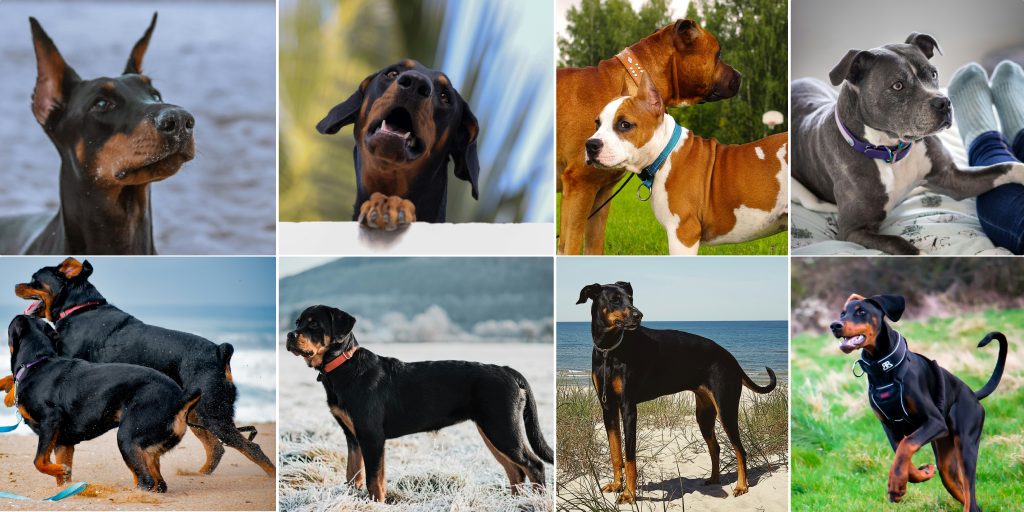 dobermans, Rottweilers, and Staffordshire terriers with cropped ears and docked tails
