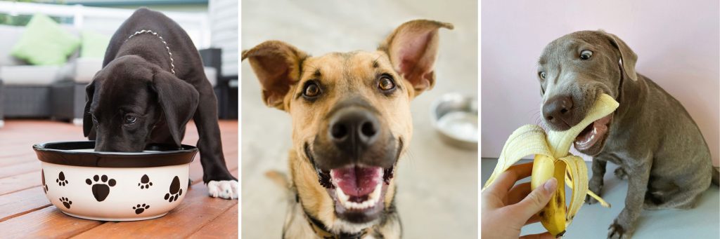 grey puppy eating from ceramic bowl next to mixed-breed happy shepherd, next to grey puppy eating banana