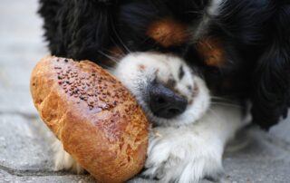 hungry puppy eating bread