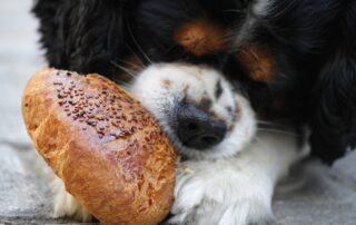 hungry puppy eating bread