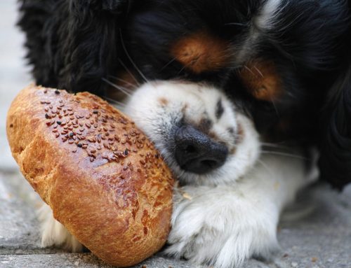 Hungry Puppies Need to be Well-Fed