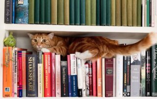 behavioral problems with cats climbing on bookshelf