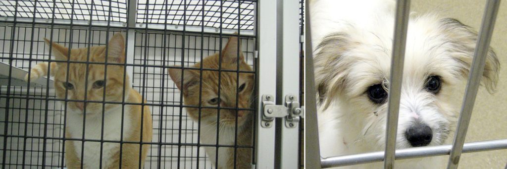 orange cats in a cage next to a small white dog at an animal shelter