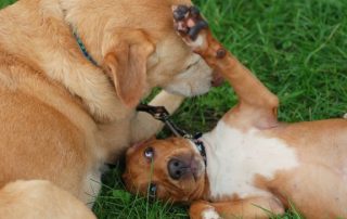 former shelter dogs, Maddie and Zee, playing in the grass