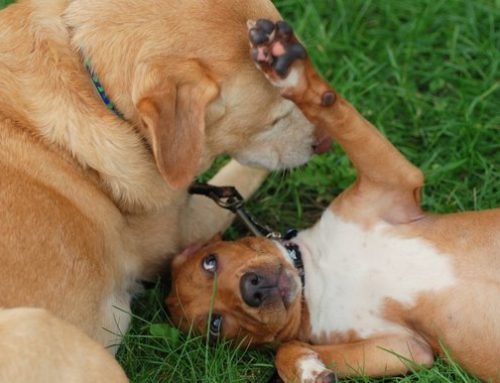 Adopt a Dog or Cat from the Animal Shelter