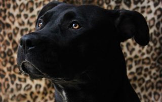 black pitbull mix for blog on adopt a dog or cat from a shelter by Alana Stevenson