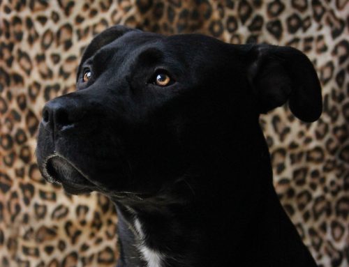 Adopt a Dog or Cat from the Animal Shelter