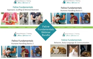 cat behavior and handling tutorials
