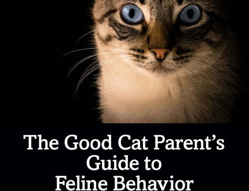 The Good Cat Parent’s Guide to Feline Behavior Modification