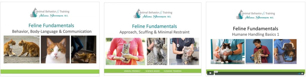 cat behavior webinar tutorials by Alana Stevenson