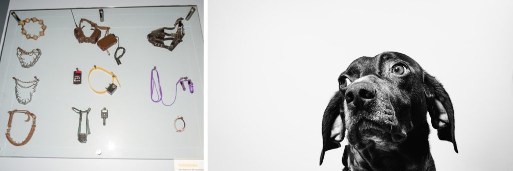 dog next to shock collars and other aversive training tools