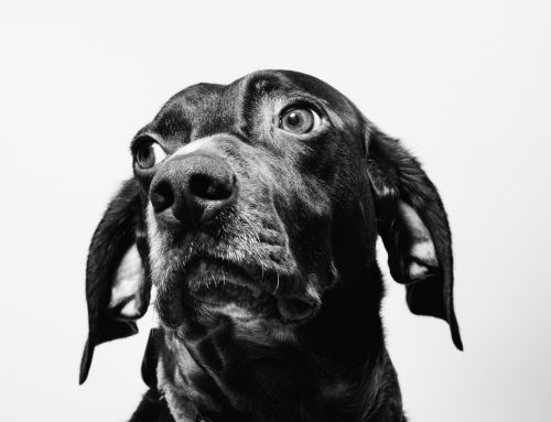 Shock Collars, E-Collars, and Remote Training Systems