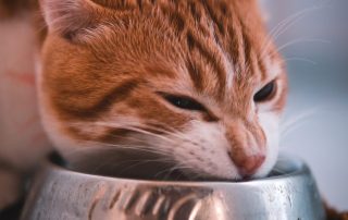 hungry cat eating dry food