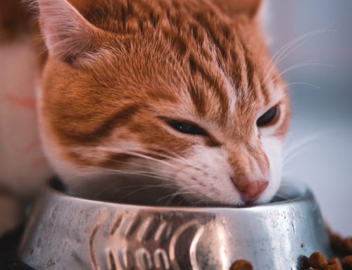 Free-Feeding Your Cat Is Better for Behavior