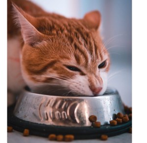 hungry orange cat eating dry food