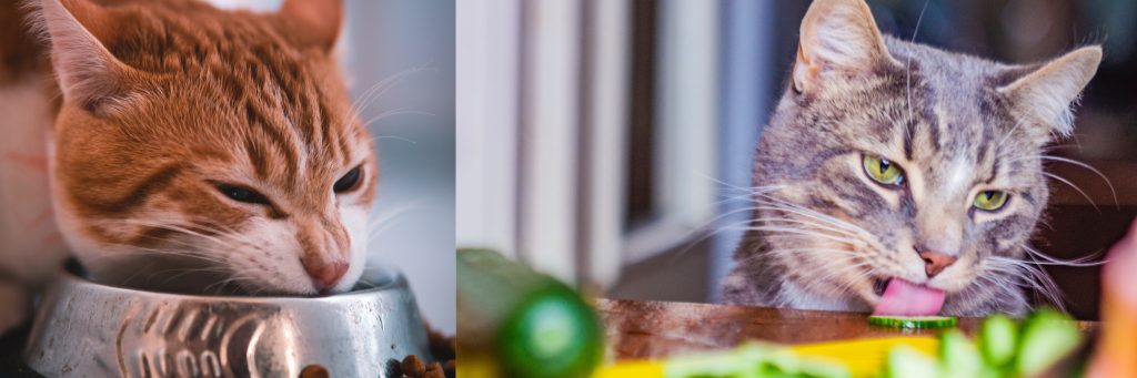 hungry orange cat eating from bowl and tabby cat eating cucumbers