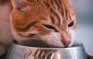 hungry orange cat eating