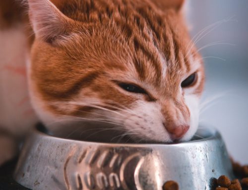 Free-Feeding Your Cat Is Better for Behavior