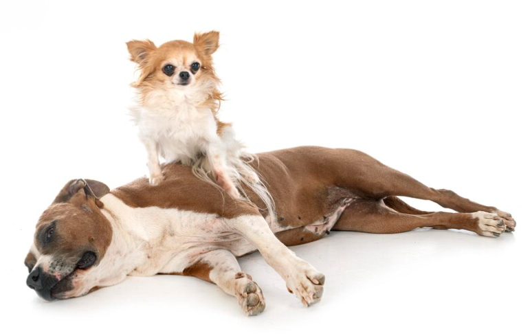 Pomeranian sitting on a relaxed pit bull for Alana Stevenson's dog massage therapy, Vermont