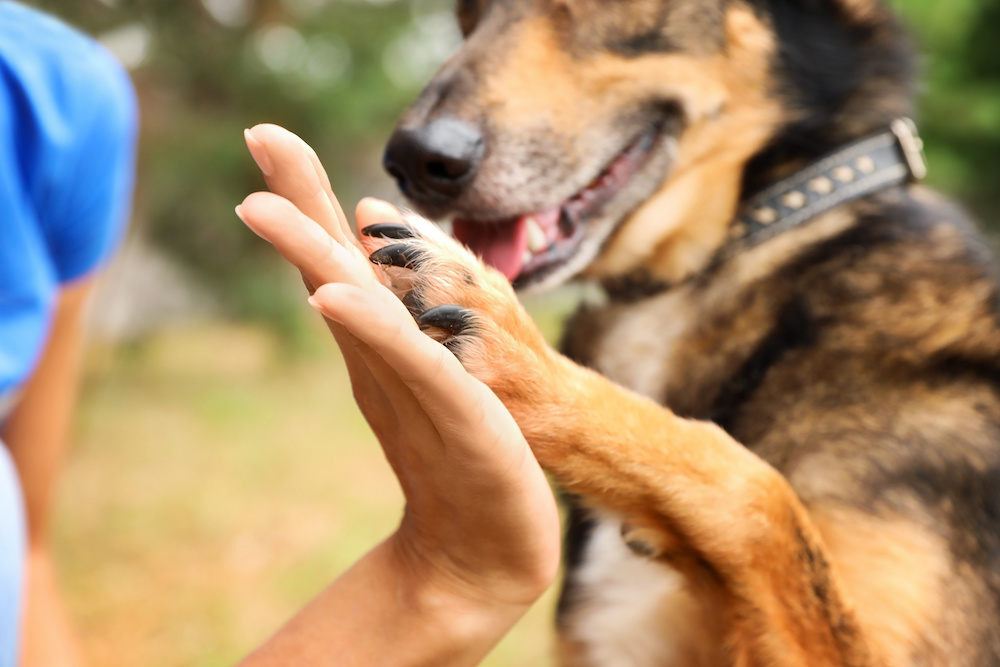 dog behavior and training tutorials by Alana Stevenson — homeless dog at animal shelter (dog's paw on woman's hand)