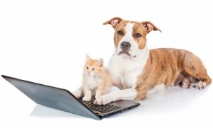 Staffordshire terrier and orange kitten with a laptop during online dog training and cat behavior consult
