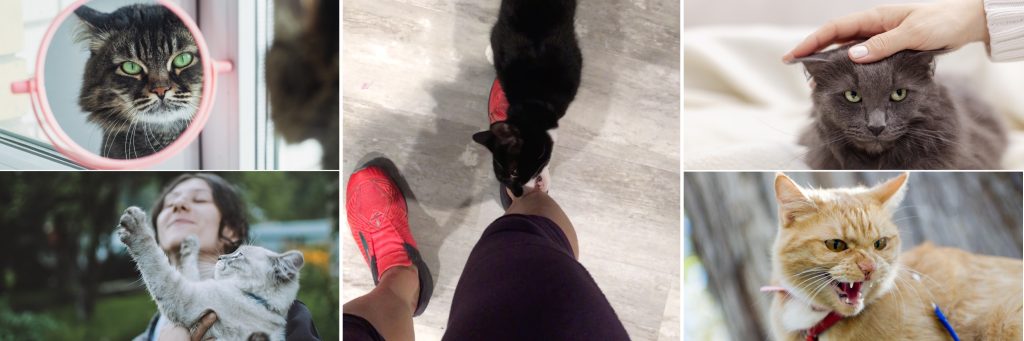 images of cats and people for cat behavioral consultations with Alana Stevenson