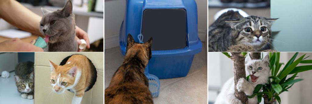 cat training and kitten socialization with Alana Stevenson