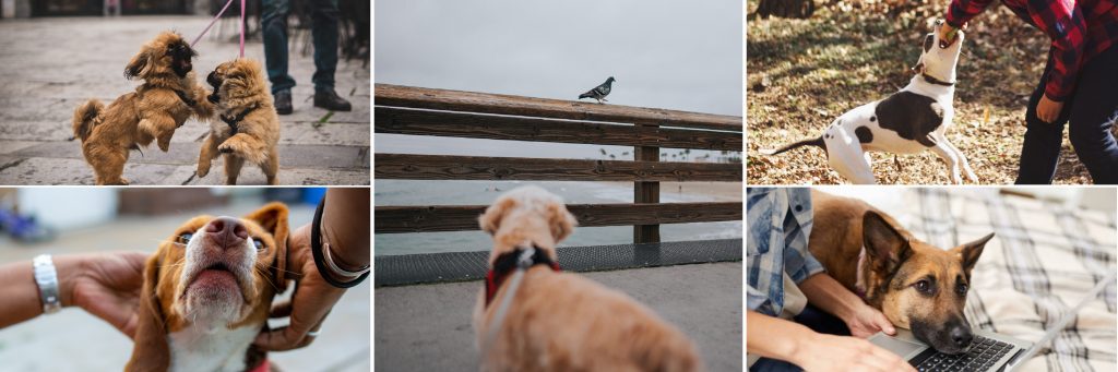 images of dogs for dog behavior consults with Alana Stevenson 