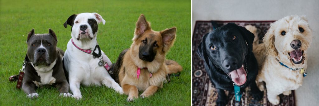 puppy training and dog training classes with Alana Stevenson