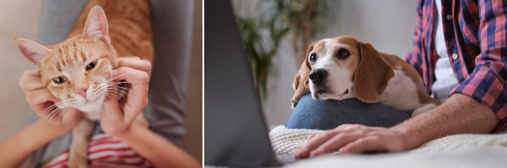 orange cat and beagle looking at a laptop for frequently asked questions on Alana Stevenson's dog training and cat behavior services