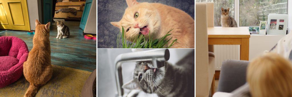 images of two cats in a room looking at each other, orange cat eating grass, grey cat drinking from faucet, woman looking at tabby in home office for cat-friendly home design consults by Alana Stevenson