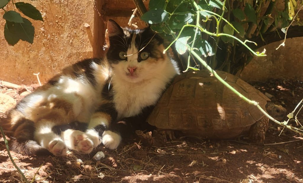 cat and tortoise rescue in Syria at Animals to Safety