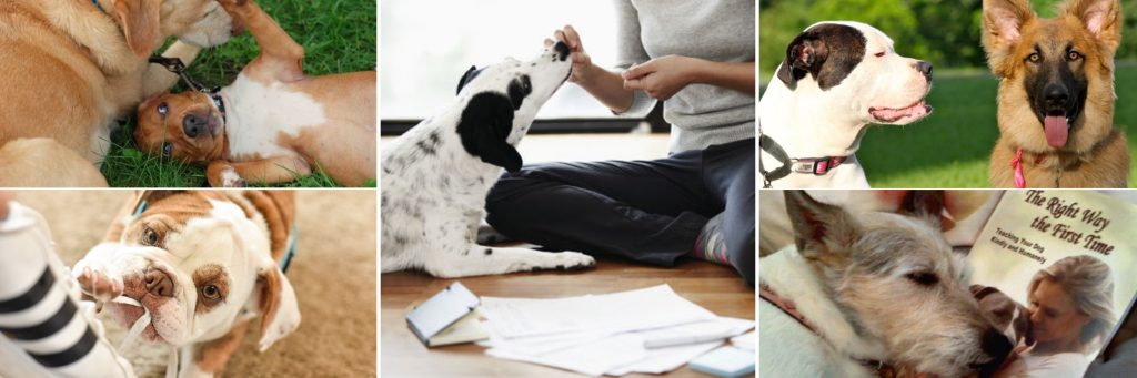 positive dog training with Alana Stevenson