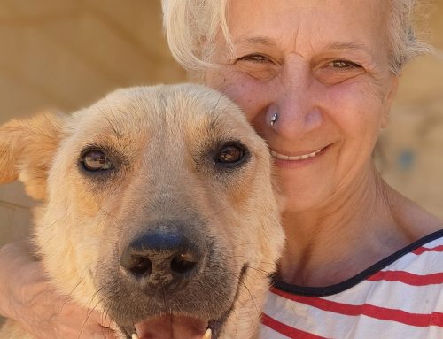 Rescuing Dogs and Cats in Syria — Reem Lajin & Animals to Safety