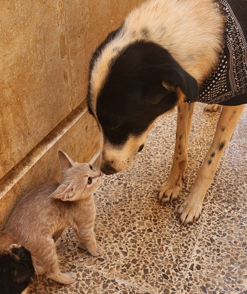 Zoe, survived distemper with kitten, Little Toast — rescue dog and cat from Syria with Reem Lajin