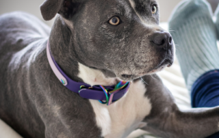 grey pit bull for article on canine learning by Alana Stevenson